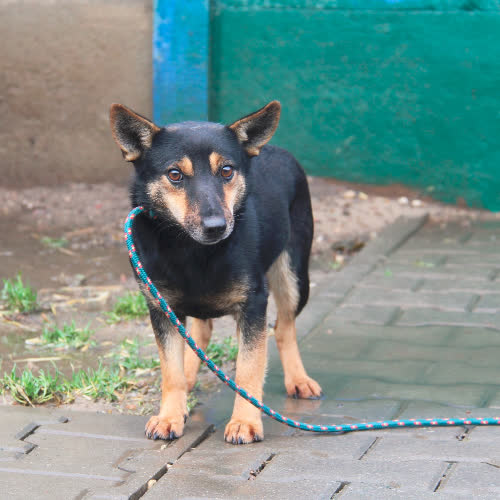 Psy ze schroniska do adopcji Katia