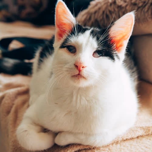 Koty ze schroniska do adopcji Kiełbasa