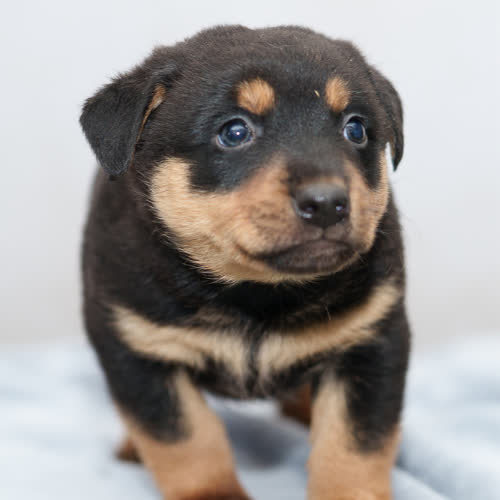 Psy ze schroniska do adopcji Szczeniak 2