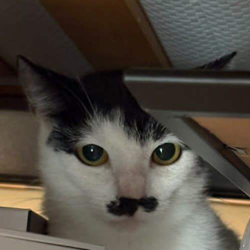 Koty ze schroniska do adopcji Kasjopeja 