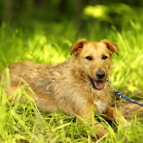 Psy ze schroniska do adopcji Mazurek