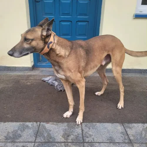 Psy ze schroniska do adopcji Orion