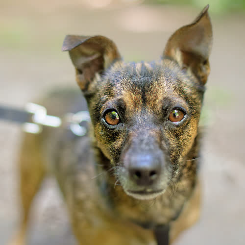 Psy ze schroniska do adopcji Pralinek