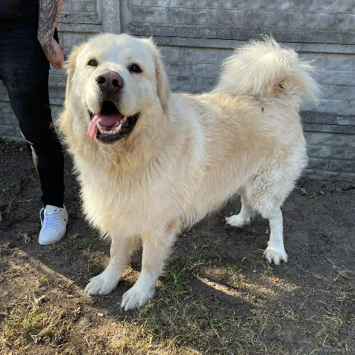 Psy ze schroniska do adopcji Bono