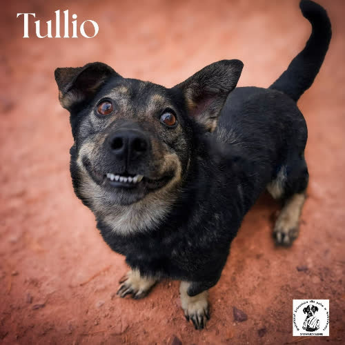 Psy ze schroniska do adopcji Tullio rozweseli każdego