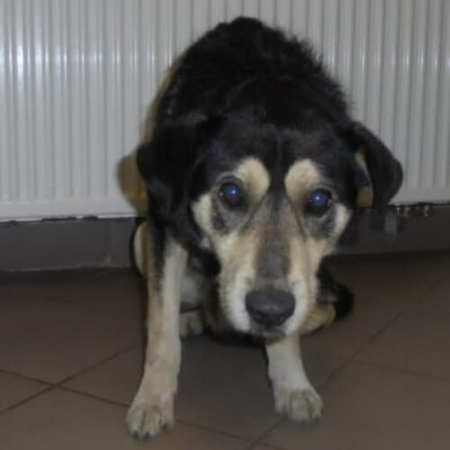 Psy ze schroniska do adopcji Fuks