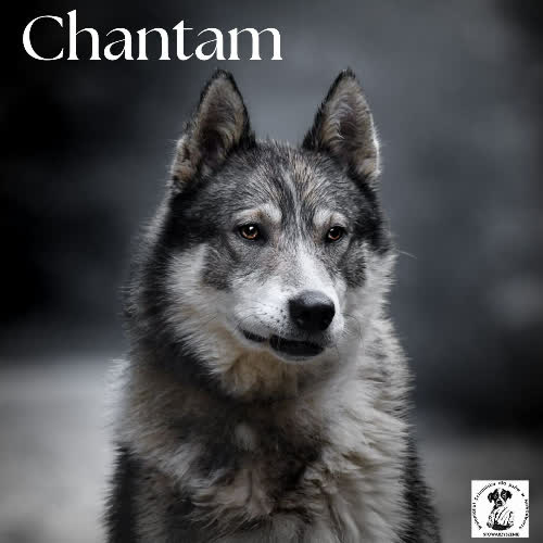 Psy ze schroniska do adopcji Północniak CHANTAM