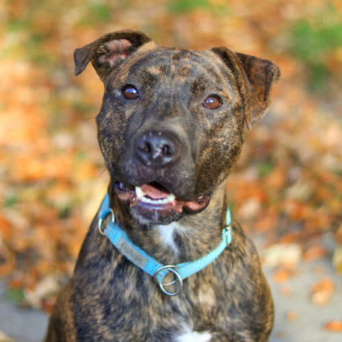 Psy ze schroniska do adopcji Tyson