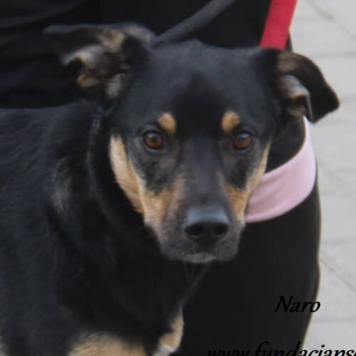 Psy ze schroniska do adopcji Naro