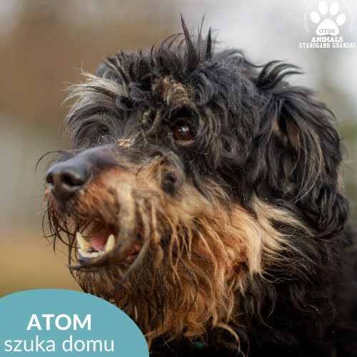 Psy ze schroniska do adopcji Atom