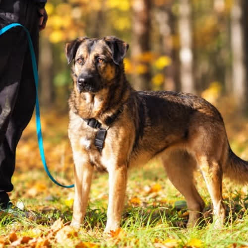 Psy ze schroniska do adopcji Iskra