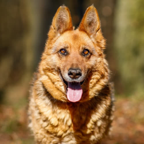 Psy ze schroniska do adopcji Dora