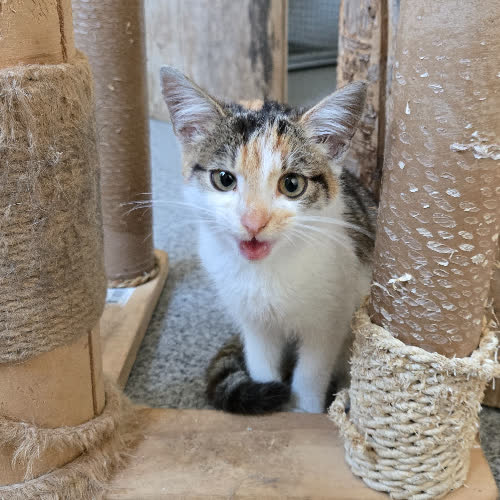 Koty ze schroniska do adopcji Luna