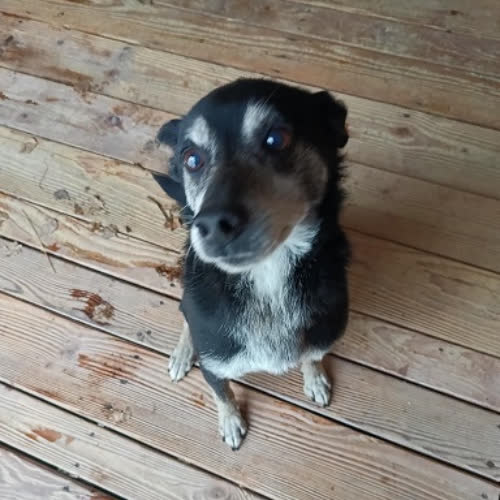 Psy ze schroniska do adopcji Rafi