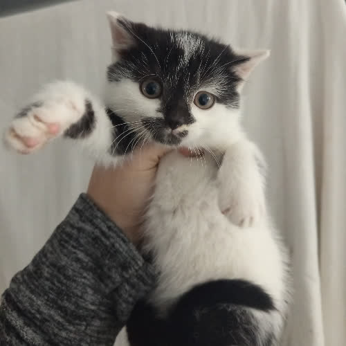 Koty ze schroniska do adopcji Nel