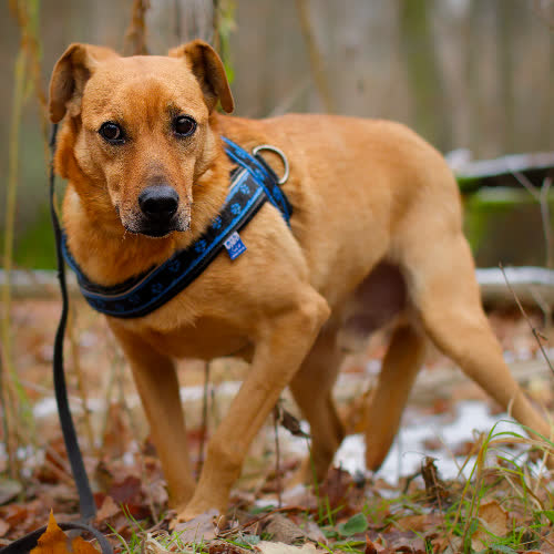 Psy ze schroniska do adopcji Daglas