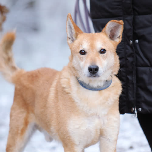 Psy ze schroniska do adopcji Hugo