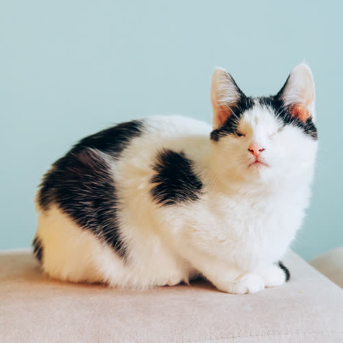 Koty ze schroniska do adopcji Masa