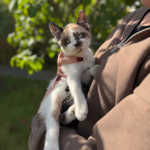 Koty ze schroniska do adopcji Lucek