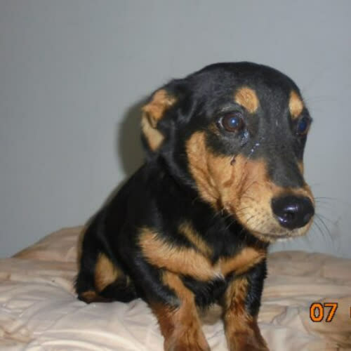 Psy ze schroniska do adopcji Gucio