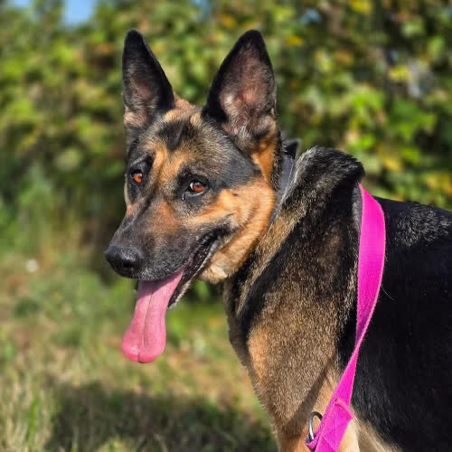 Psy ze schroniska do adopcji Dżina