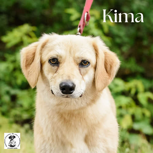 Kima