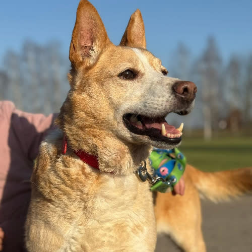 Psy ze schroniska do adopcji Fado