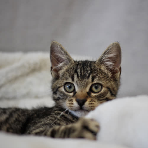 Koty ze schroniska do adopcji Lincoln