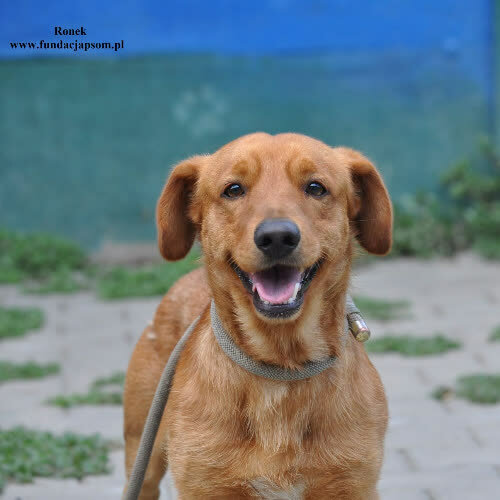 Psy ze schroniska do adopcji Ronek
