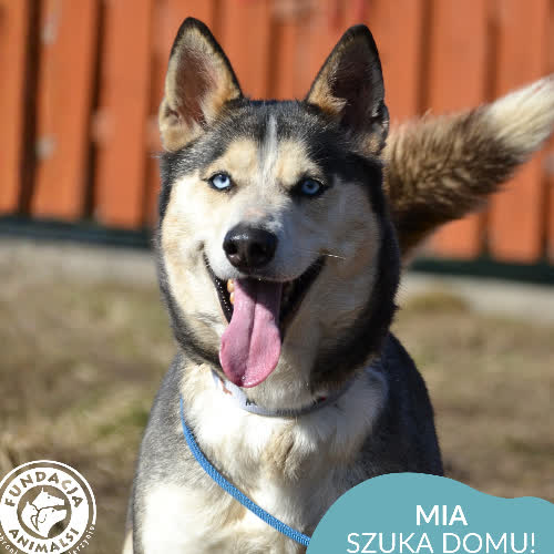 Psy ze schroniska do adopcji Mia