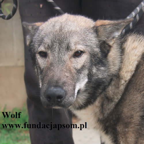 Psy ze schroniska do adopcji Wolf
