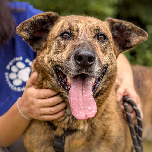 Psy ze schroniska do adopcji Pepe