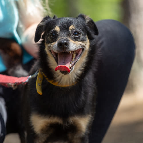 Psy ze schroniska do adopcji Sonu