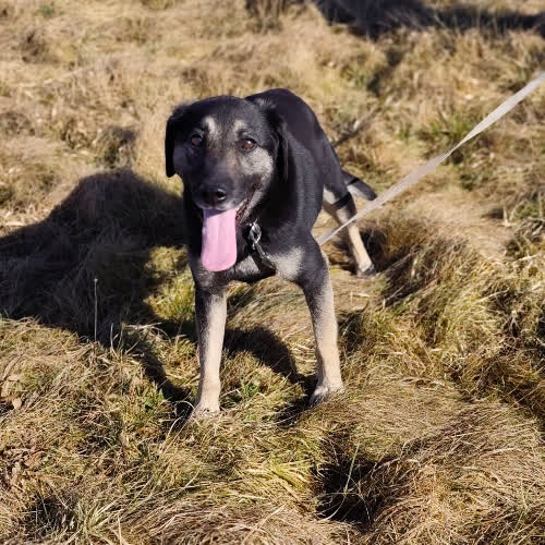 Psy ze schroniska do adopcji Hana