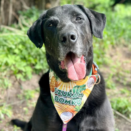 Psy ze schroniska do adopcji Hermes