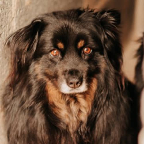 Zorka