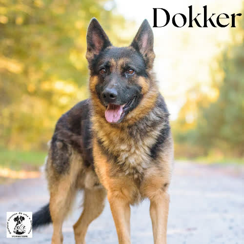 Psy ze schroniska do adopcji Dokker