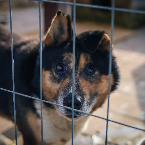 Psy ze schroniska do adopcji Ray