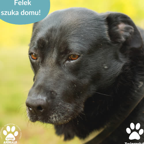 Psy ze schroniska do adopcji Felek