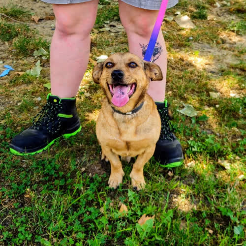 Psy ze schroniska do adopcji Rudy