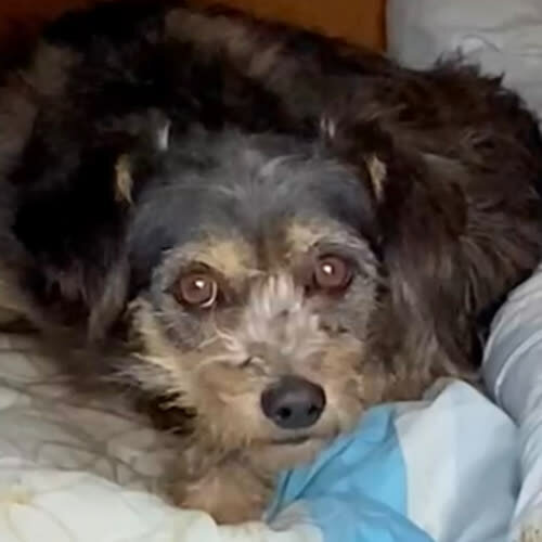 Psy ze schroniska do adopcji Bercia