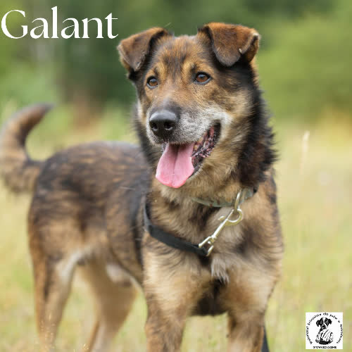 Psy ze schroniska do adopcji Galant