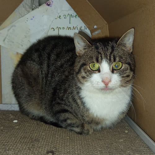 Koty ze schroniska do adopcji Migdał 