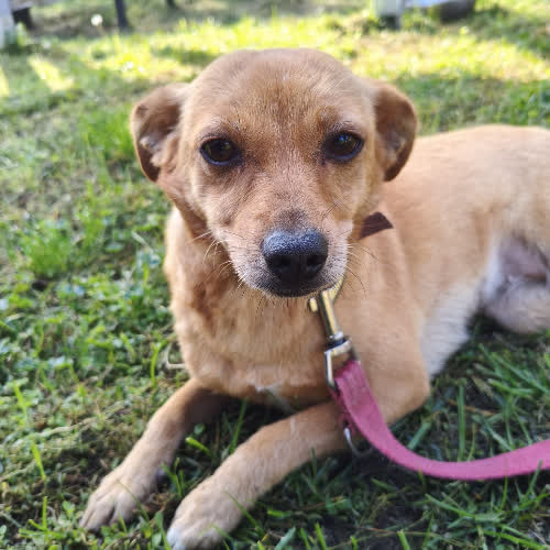 Psy ze schroniska do adopcji Figa