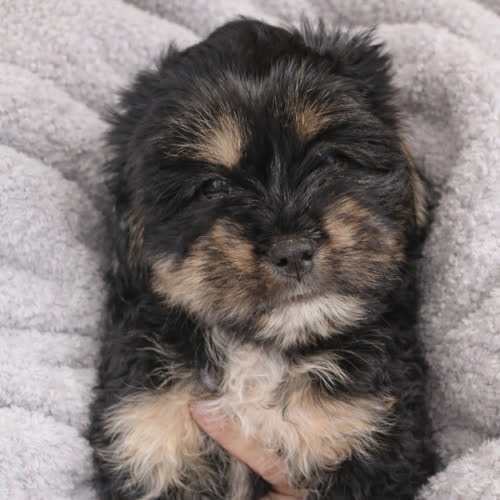 Psy ze schroniska do adopcji Lucky