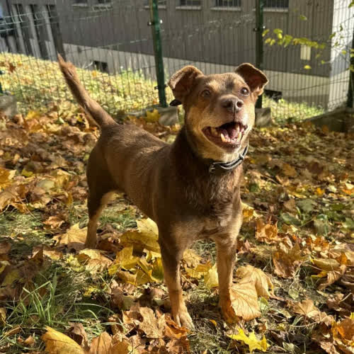 Psy ze schroniska do adopcji Norek