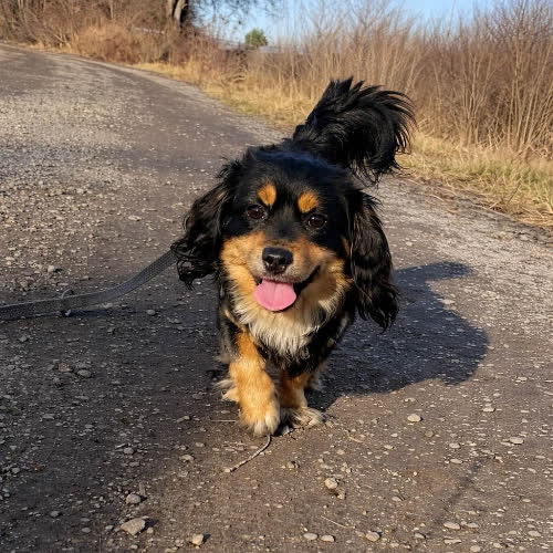 Psy ze schroniska do adopcji Bajtek