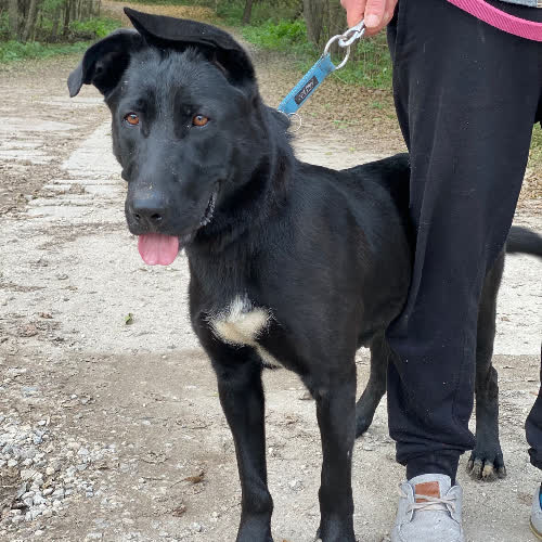 Psy ze schroniska do adopcji Burata