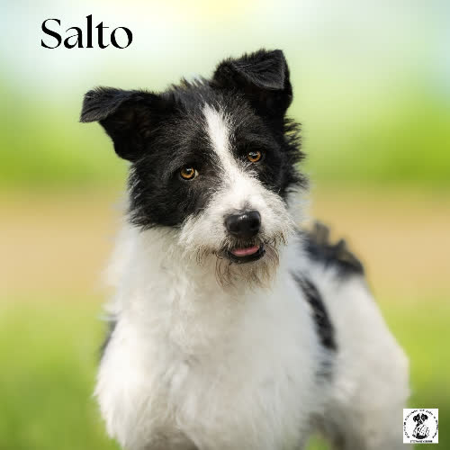 Wesoły SALTO