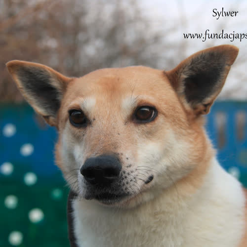 Psy ze schroniska do adopcji Sylwer